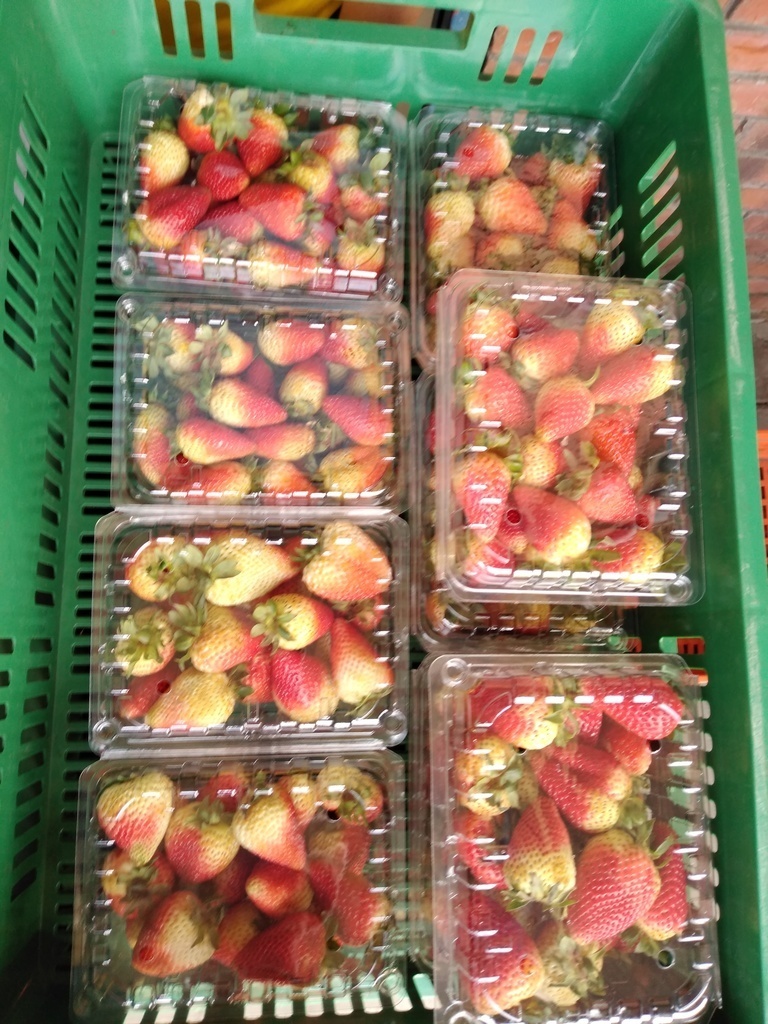 Fresa jumbo x 500 gr