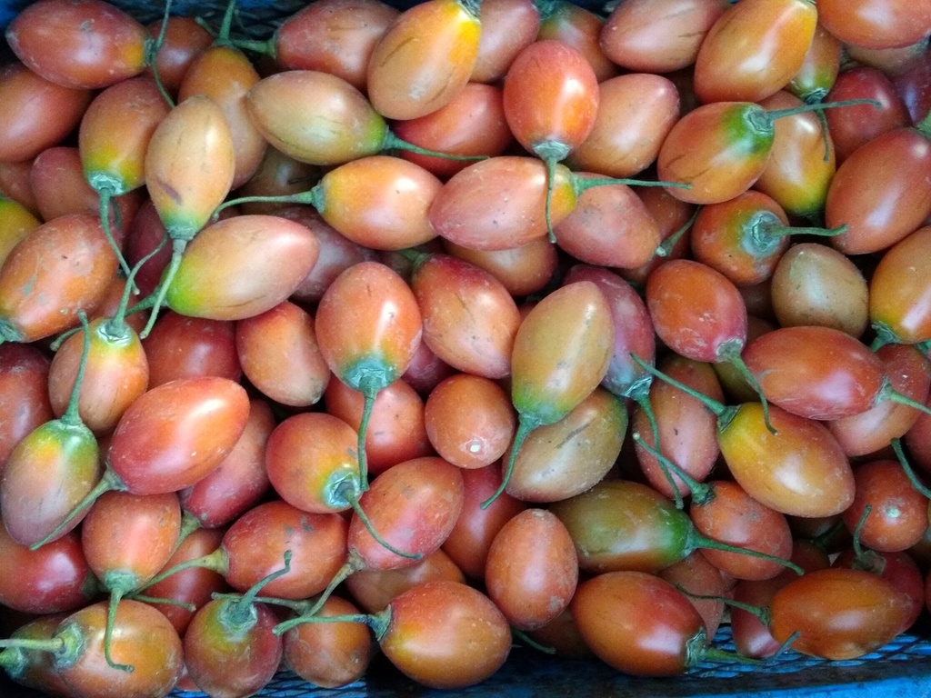 Tomate de árbol