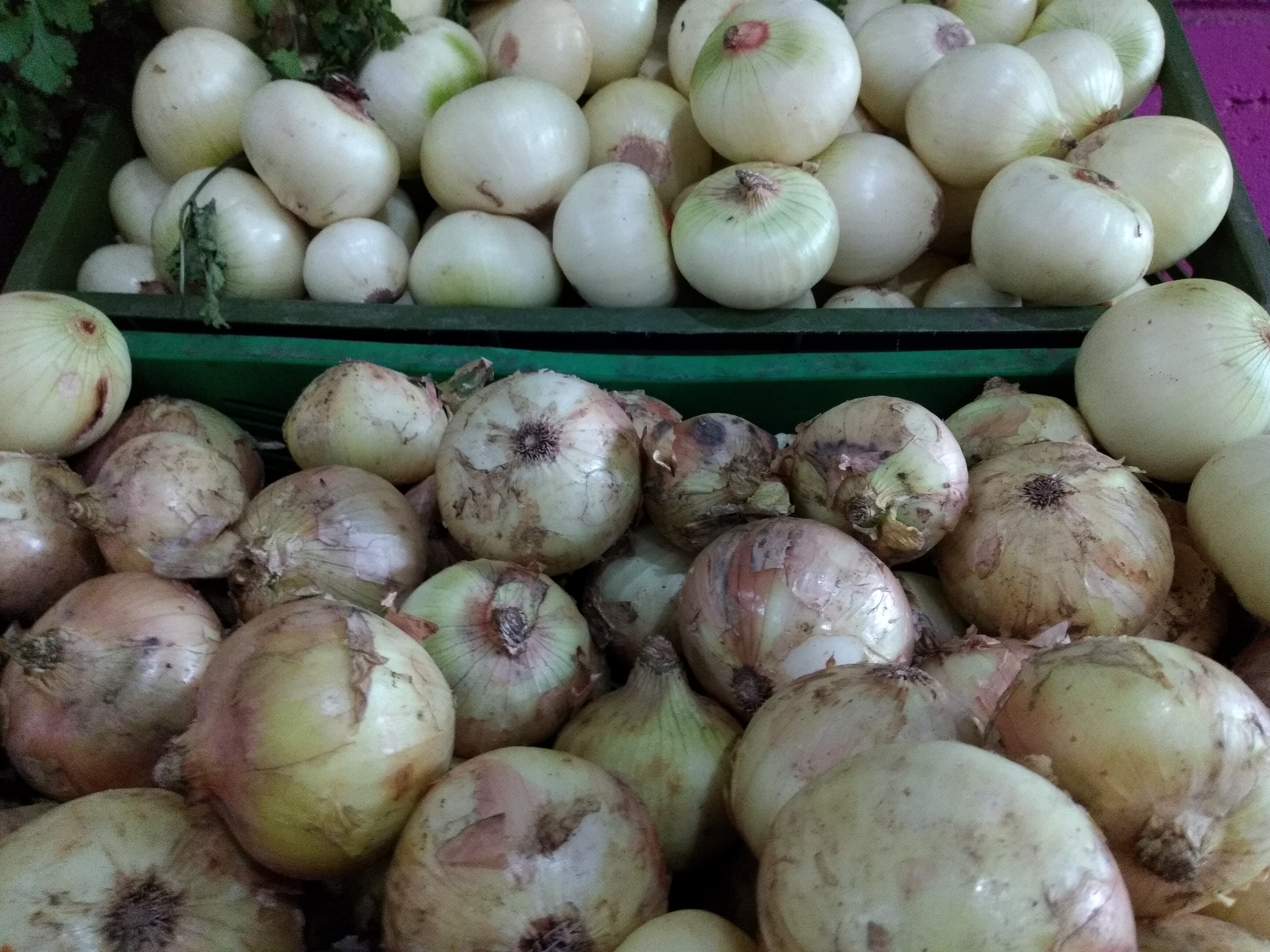 Cebolla blanca