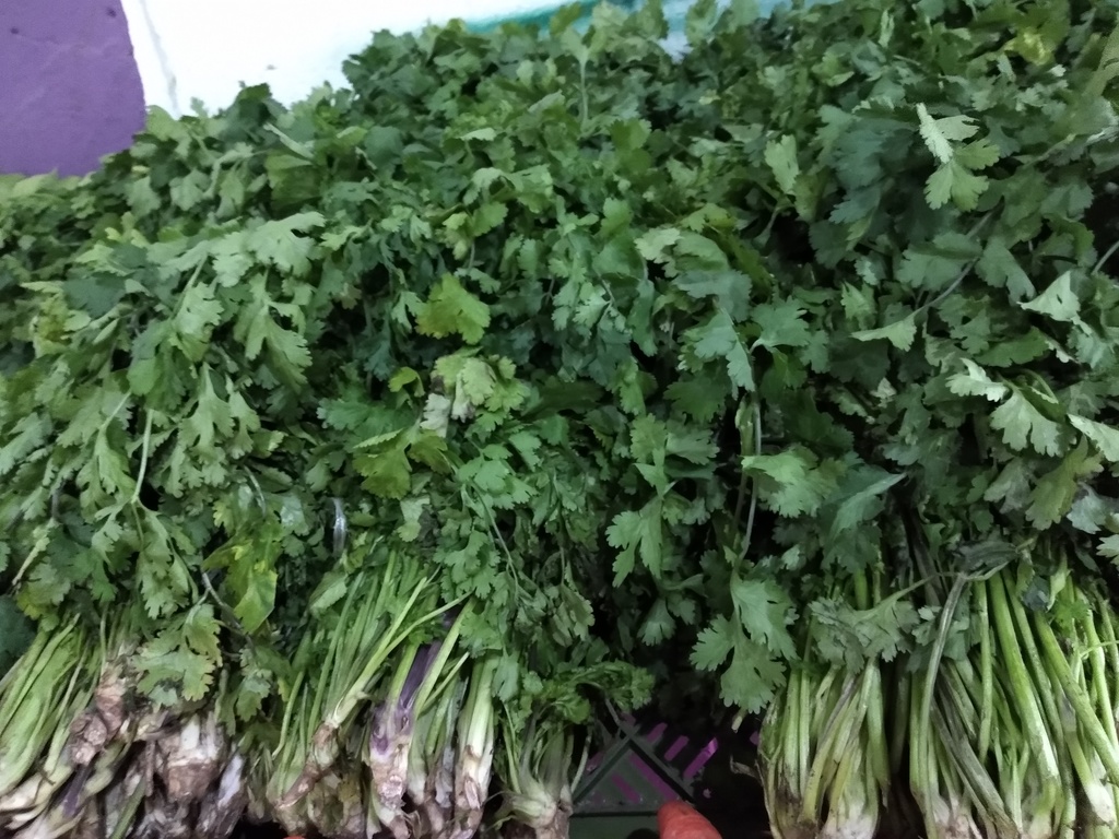Cilantro