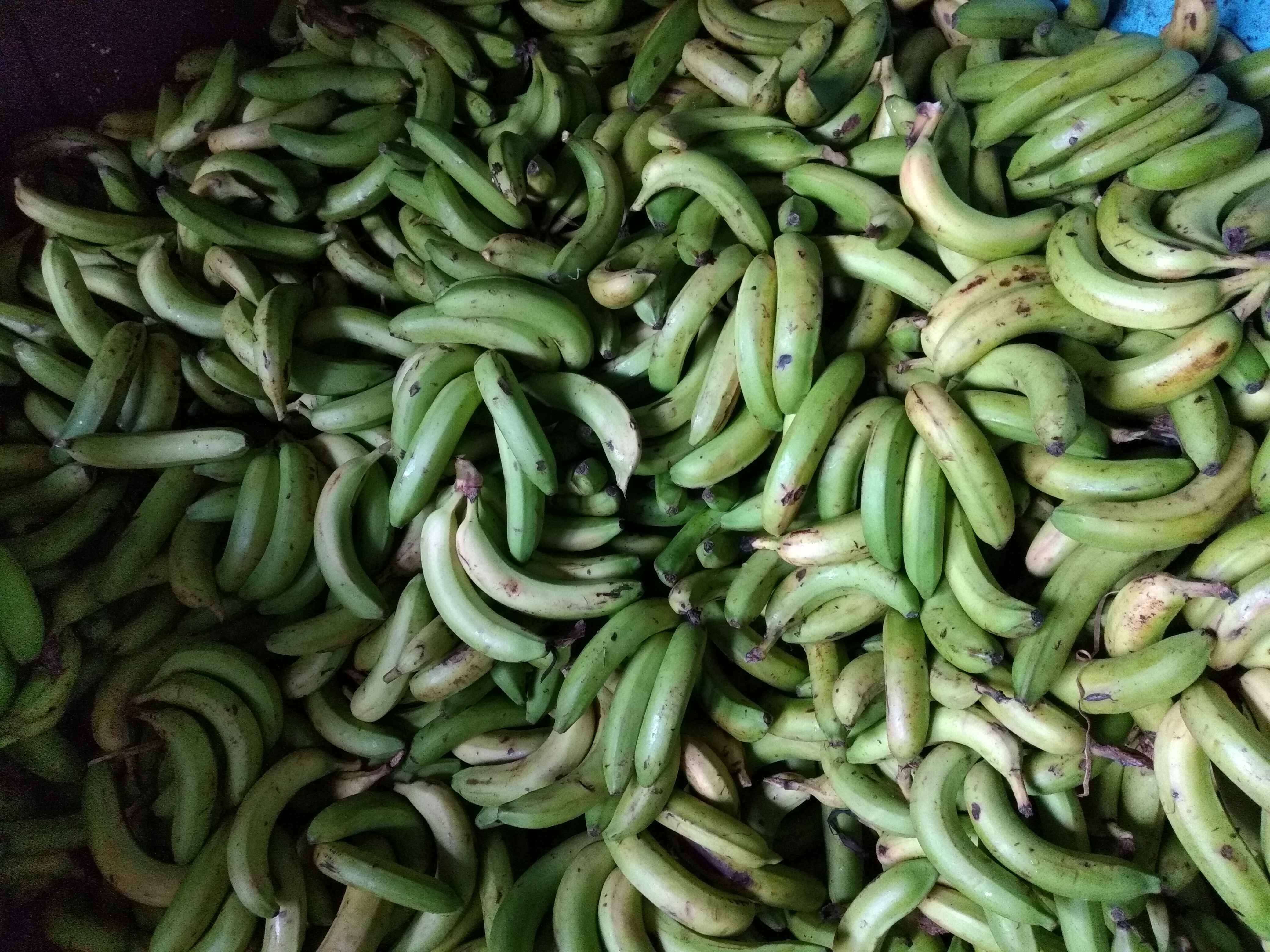 Banano verde
