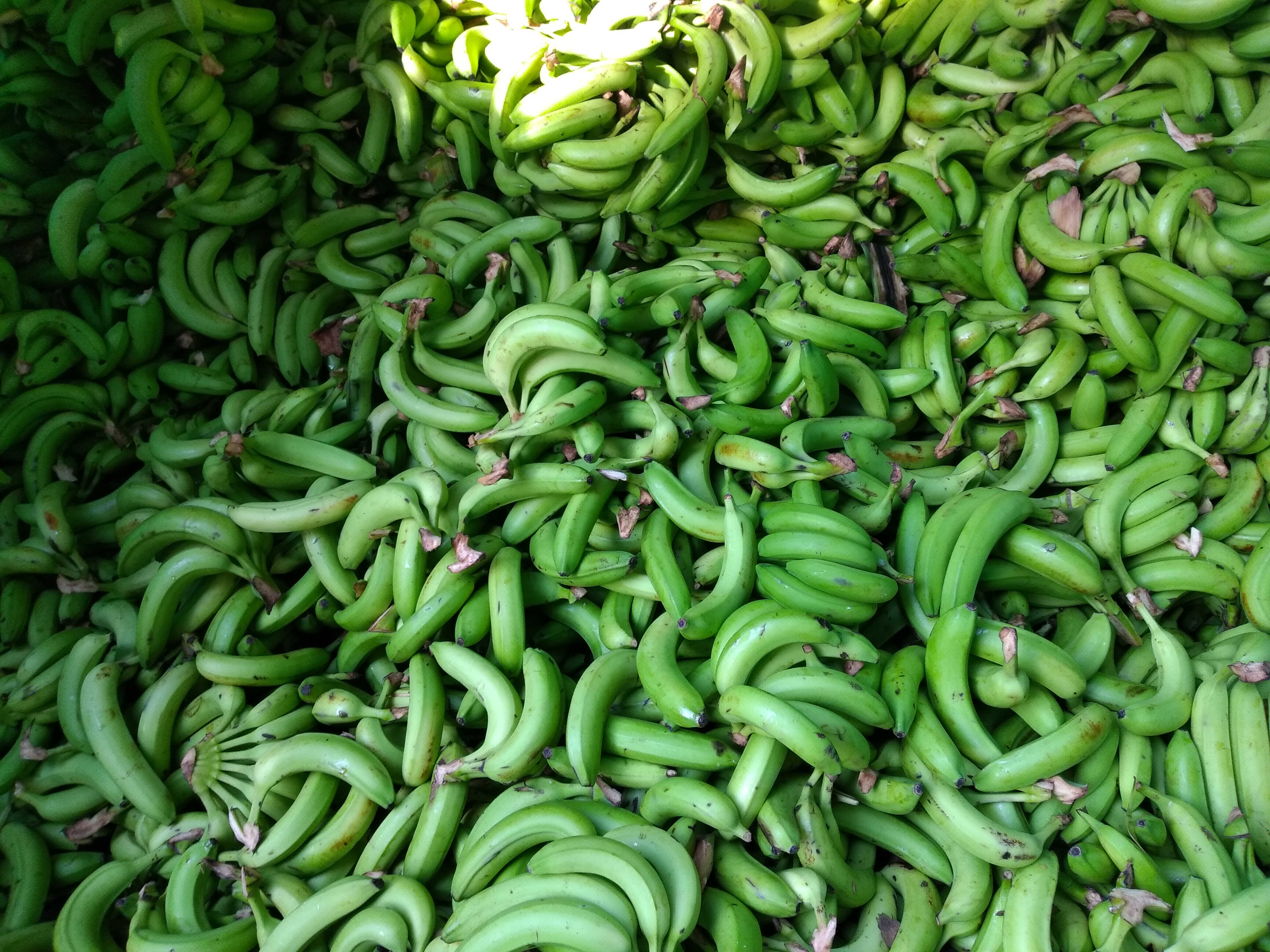 Banano verde