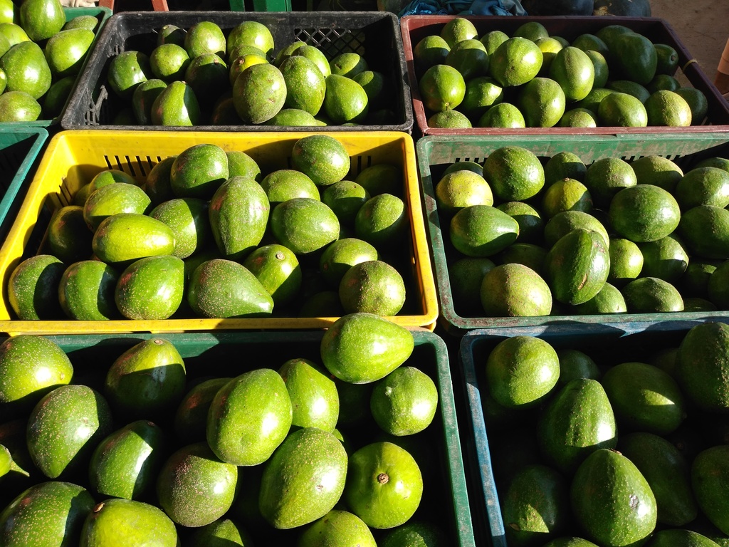 Aguacate Trinidad