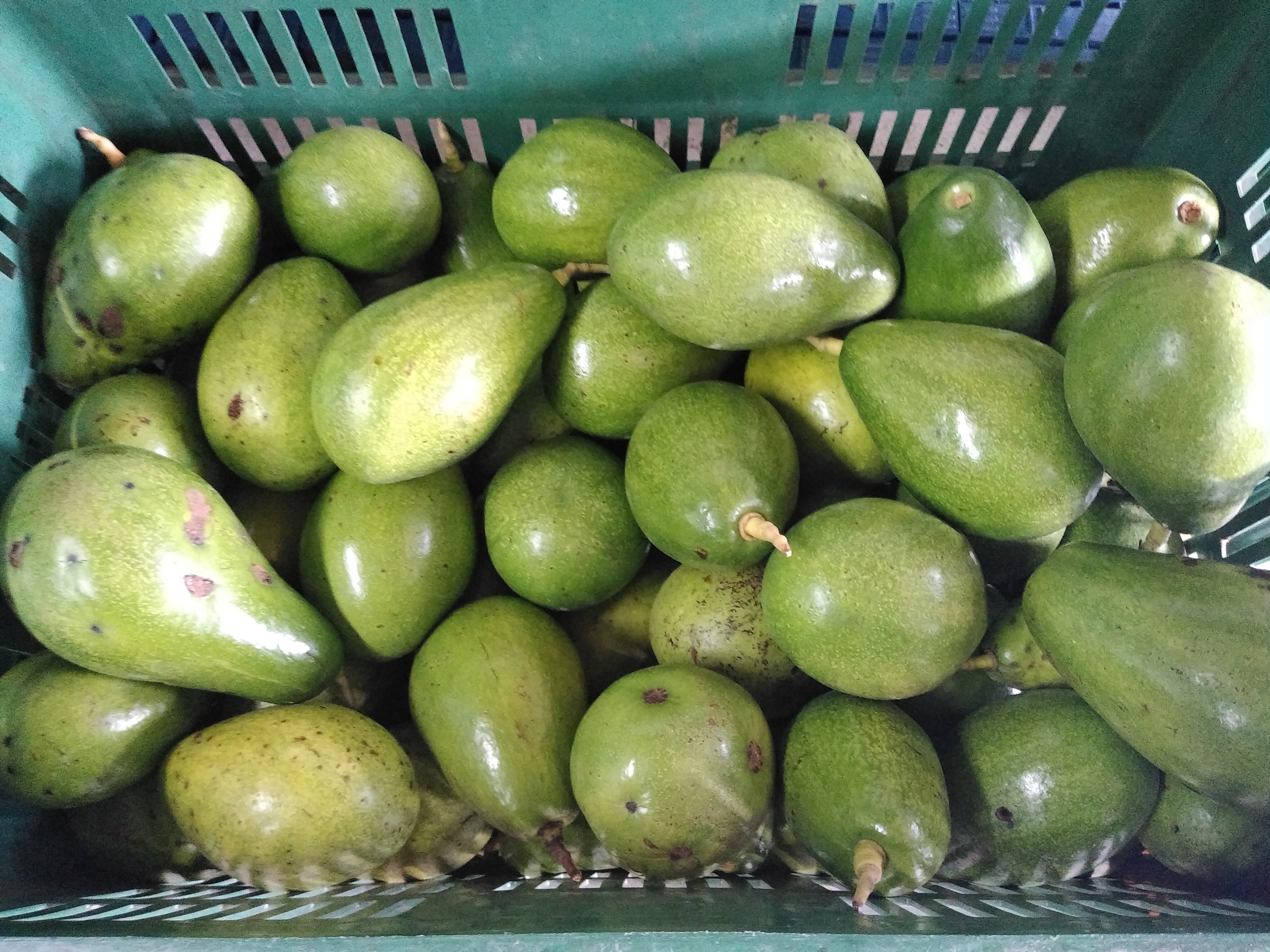 Aguacate papelillo