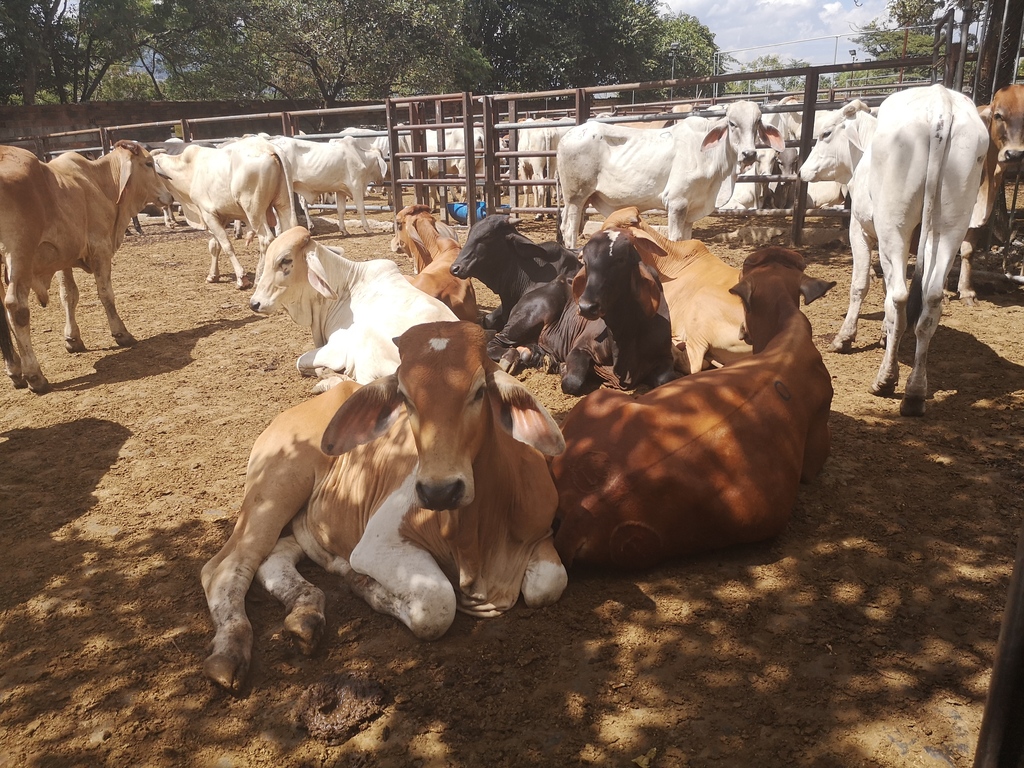 Machos de Ceba / 340kg