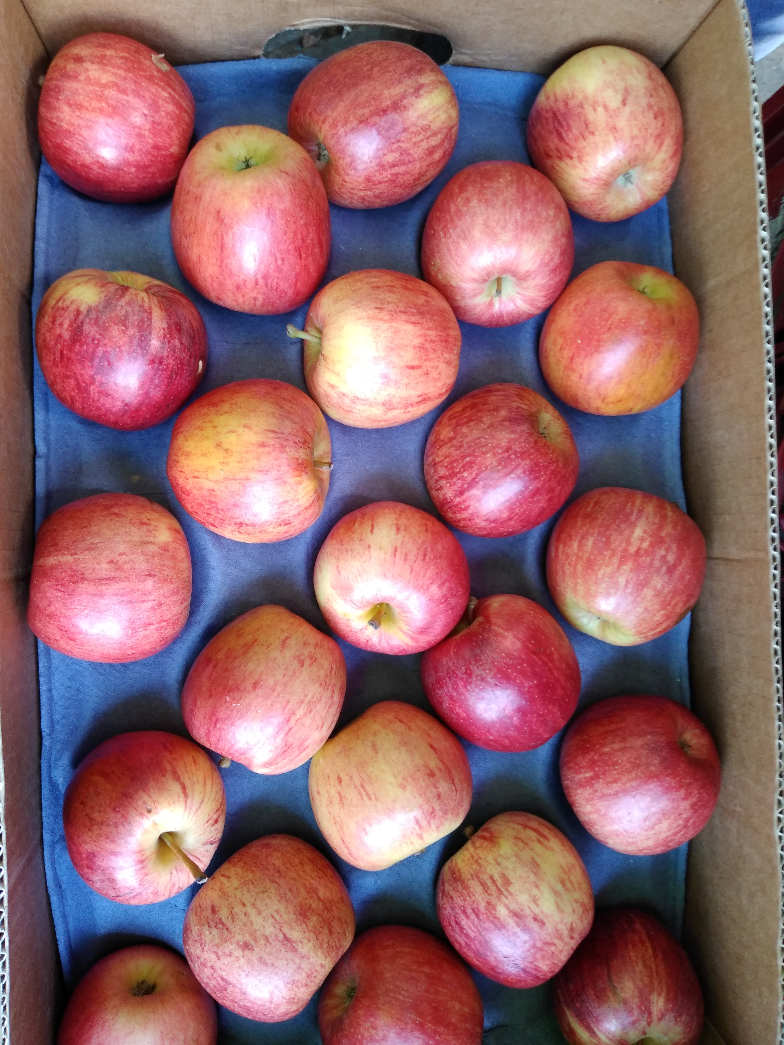 Manzana roja gala