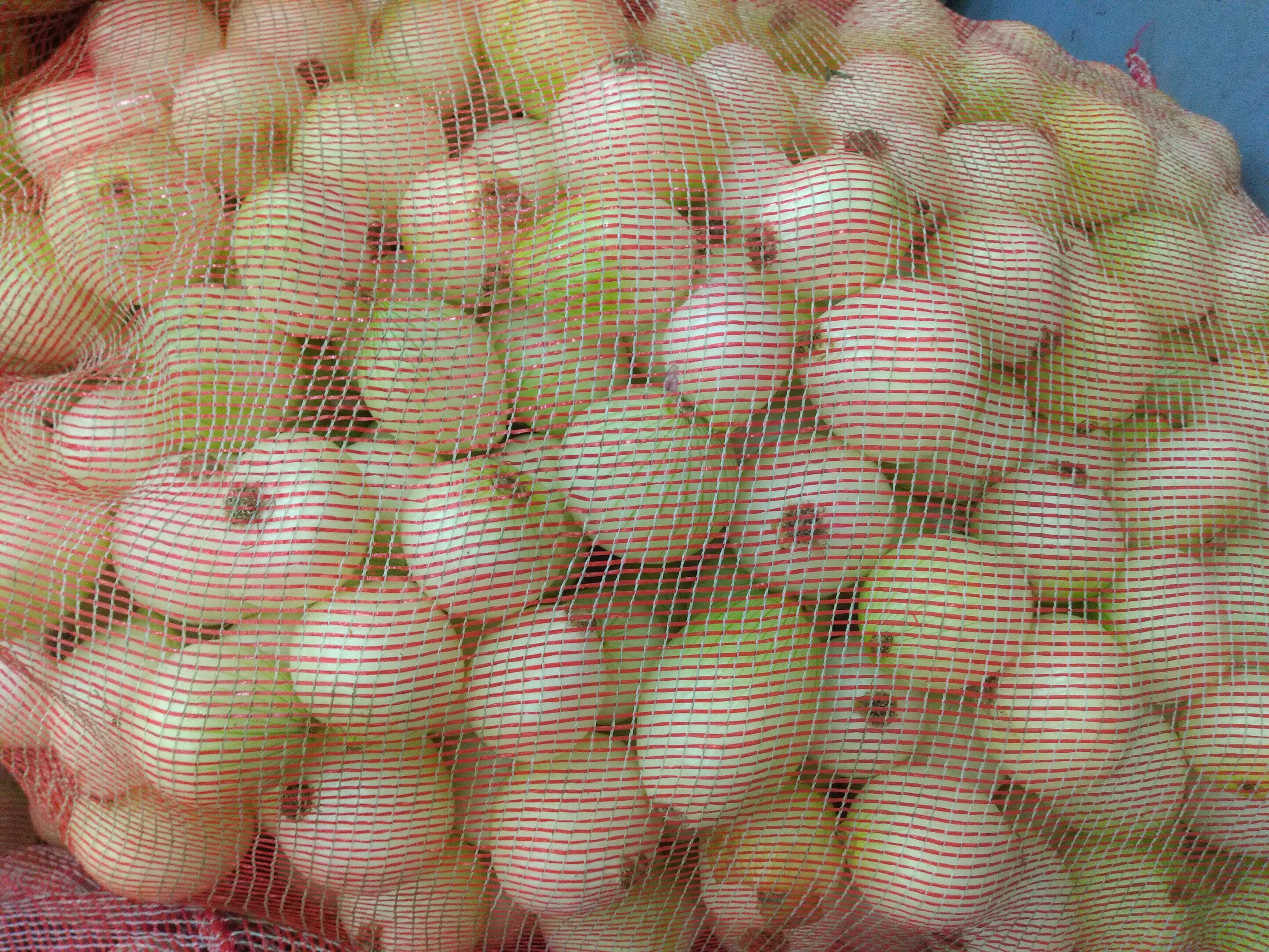 Cebolla blanca