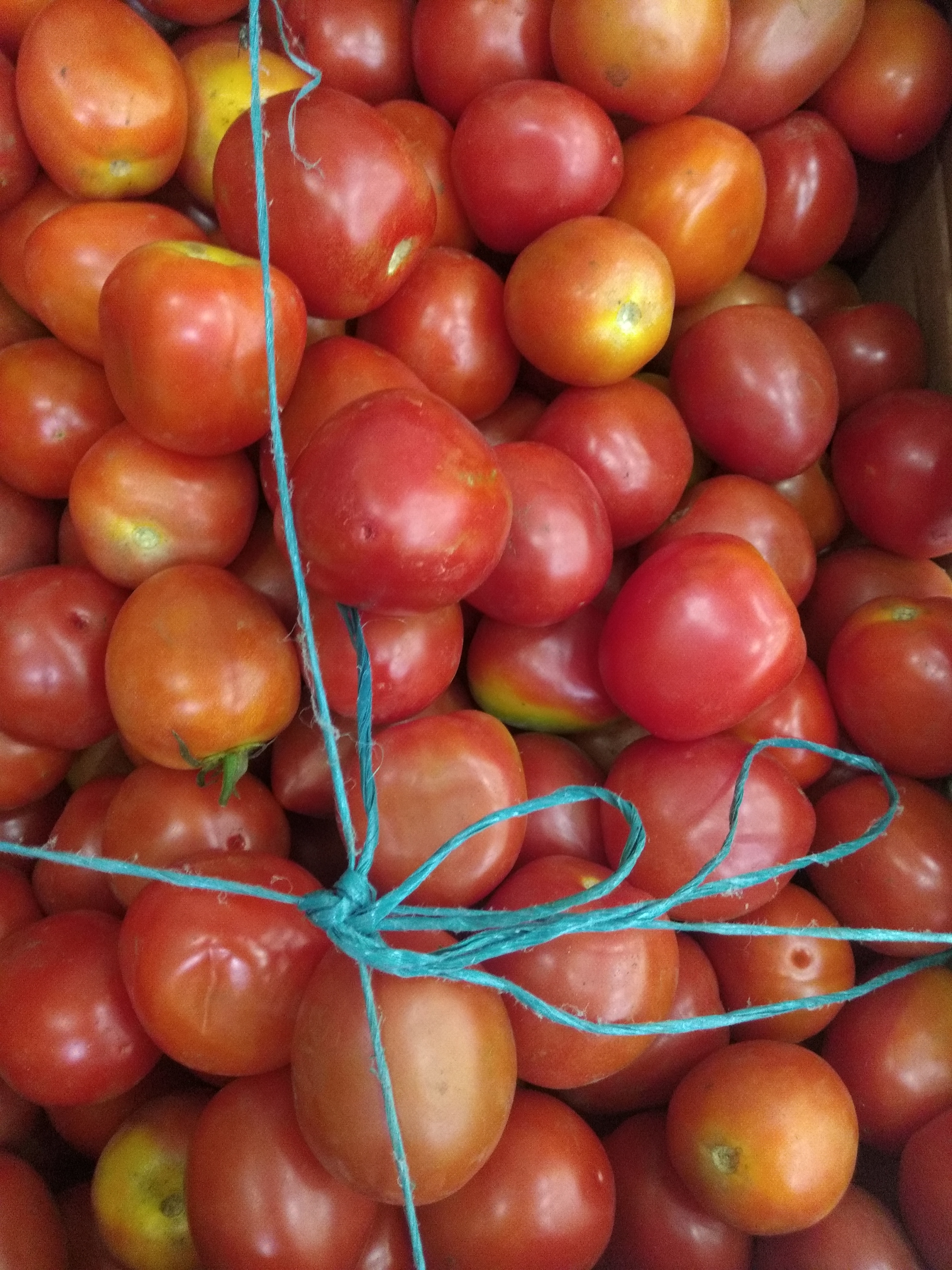 Tomate