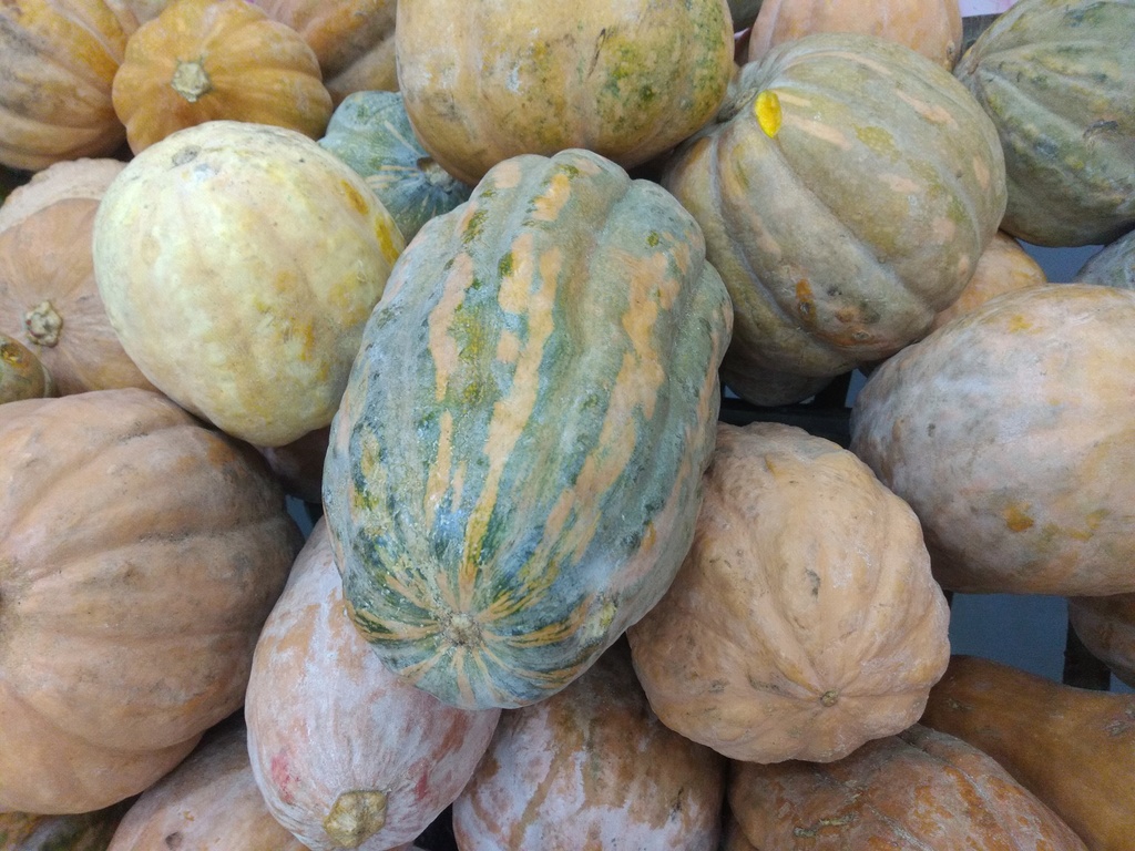 Ahuyama