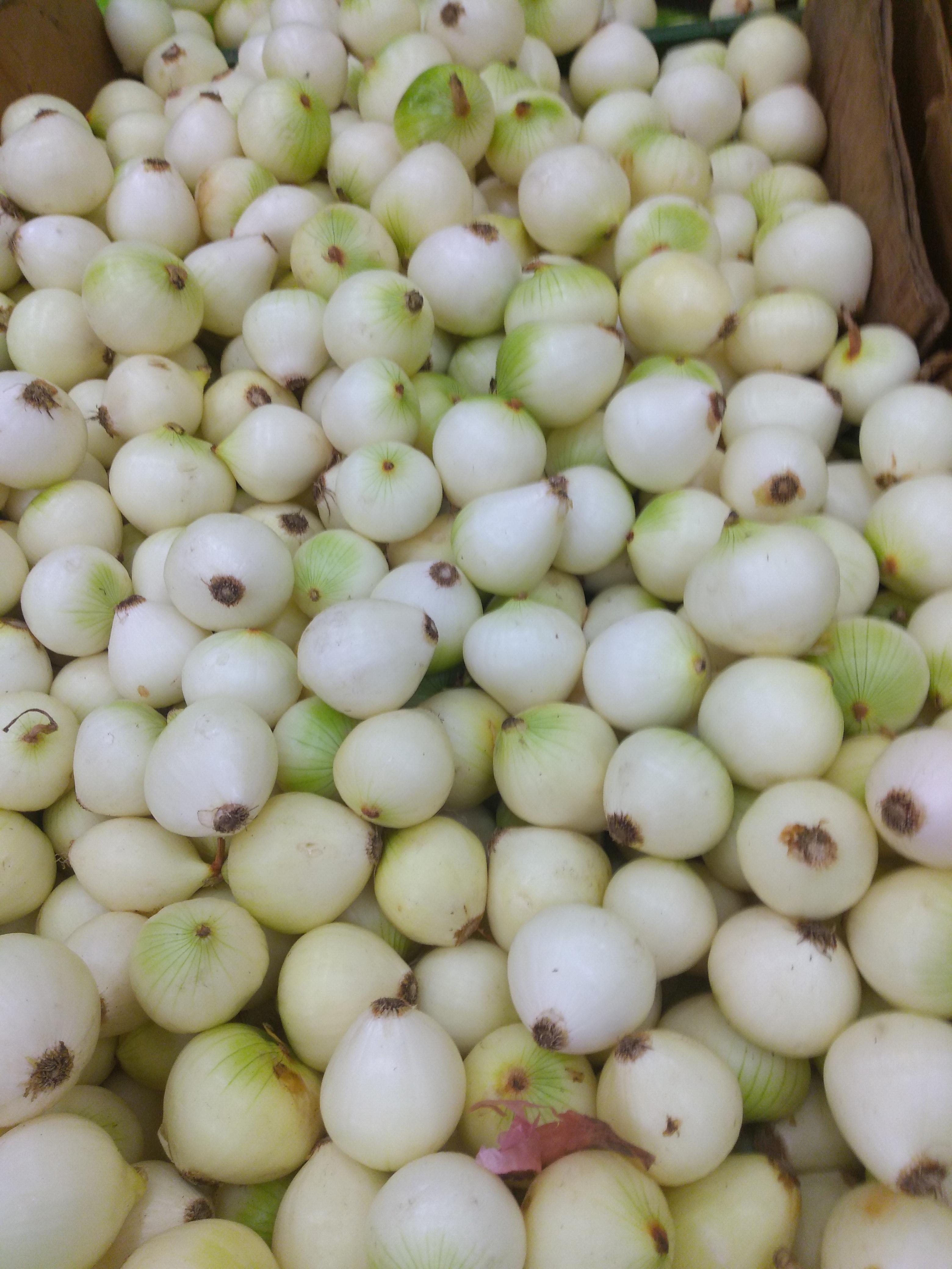 Cebolla blanca