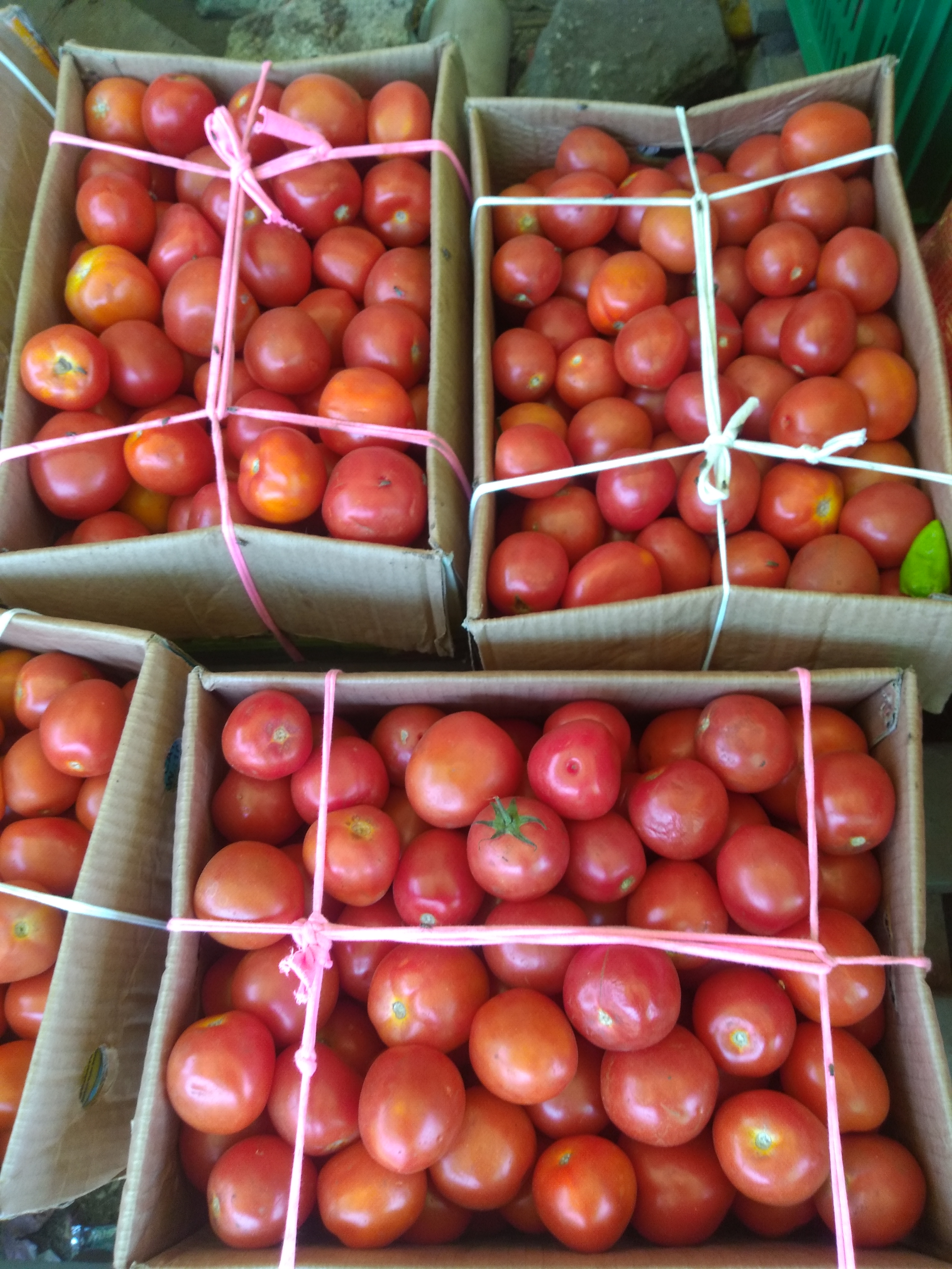 Tomate