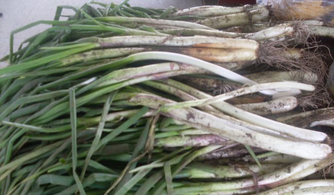 Cebolla larga