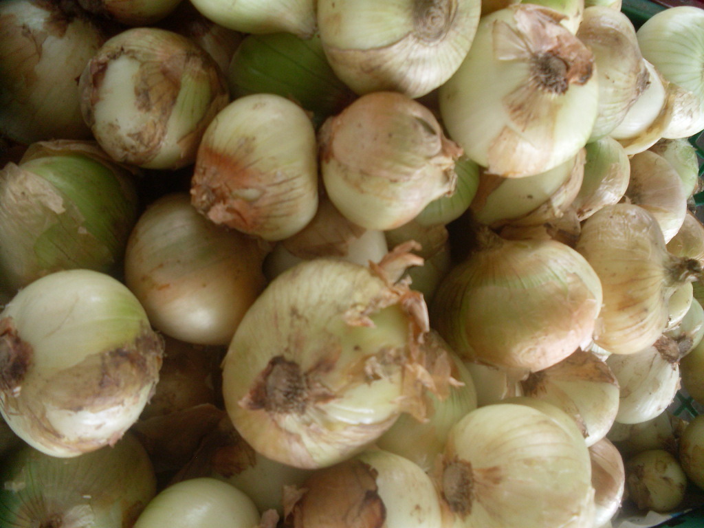 Cebolla cabezona