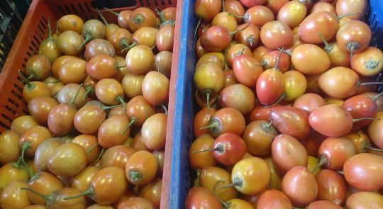 Tomate de arbol