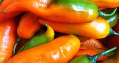 Rocoto amarillo peruano