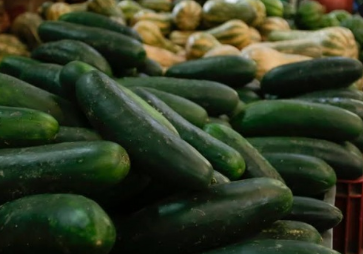 Pepino cohombro