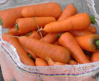 Zanahorias