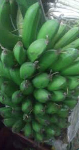 Platano colicero