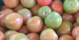 Tomate chonto