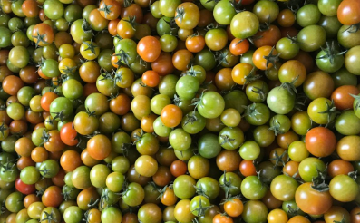 Tomate cherry