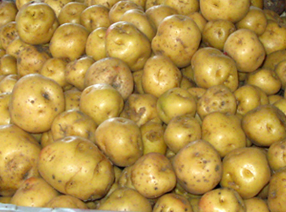 Papa criolla