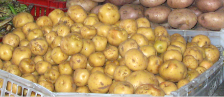 Papa criolla