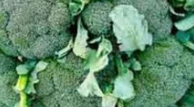 Brocoli