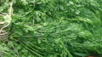 Cilantro