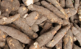 Yuca