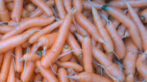 Zanahorias