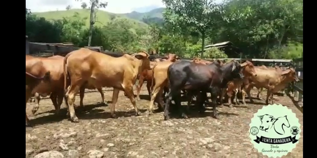 Vacas Pendientes por confirmar preñez /ganado Cebúino comercial