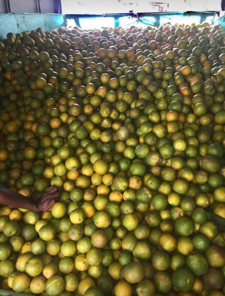 Naranja Valencia a granel