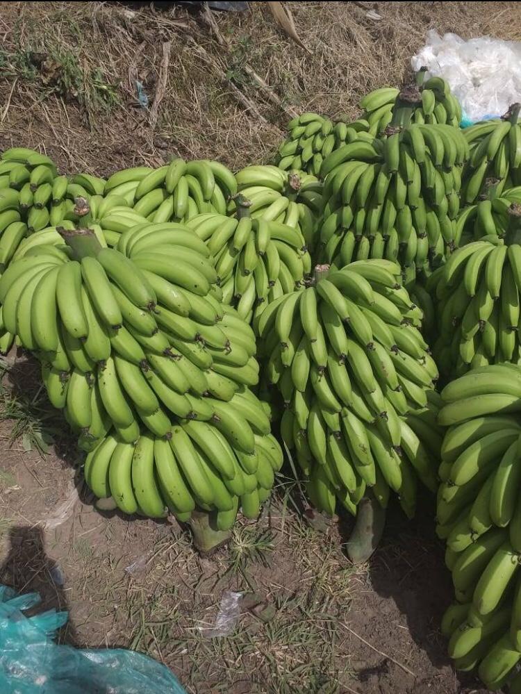 banano criollo