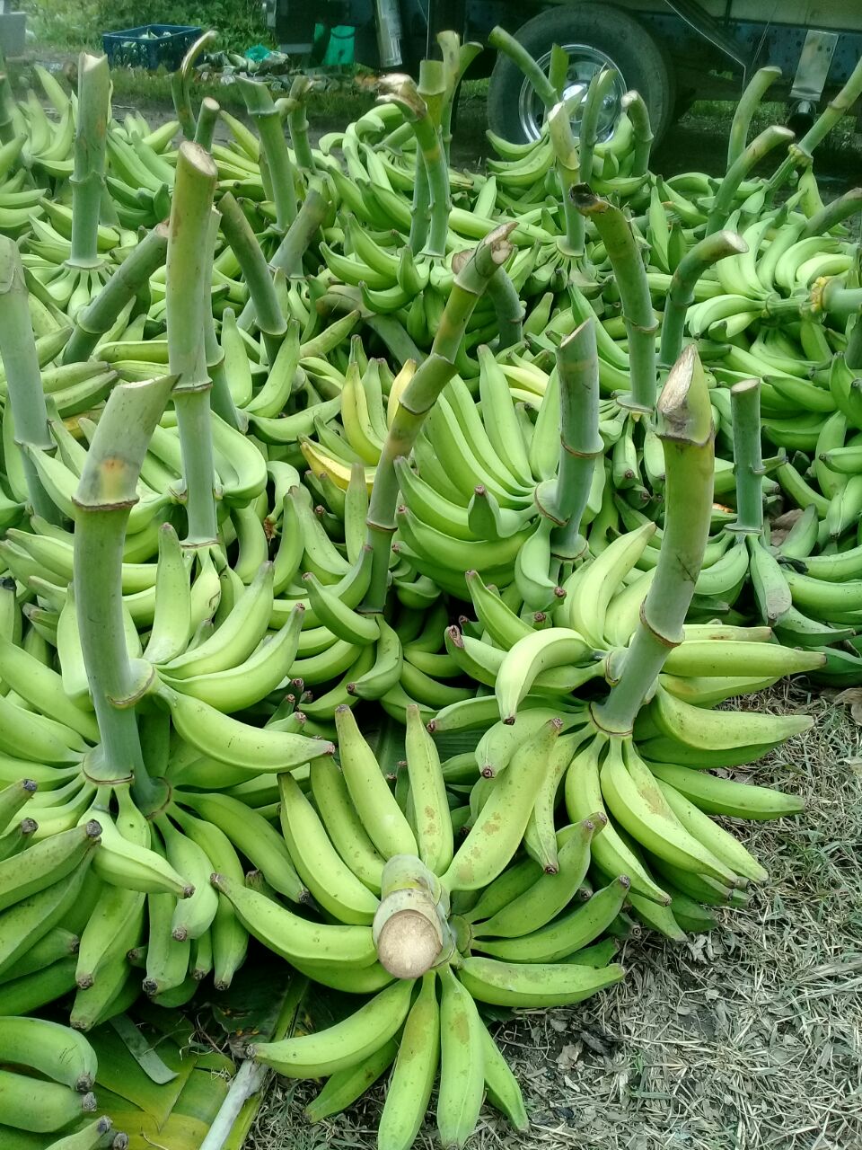 platano harton verde a granel