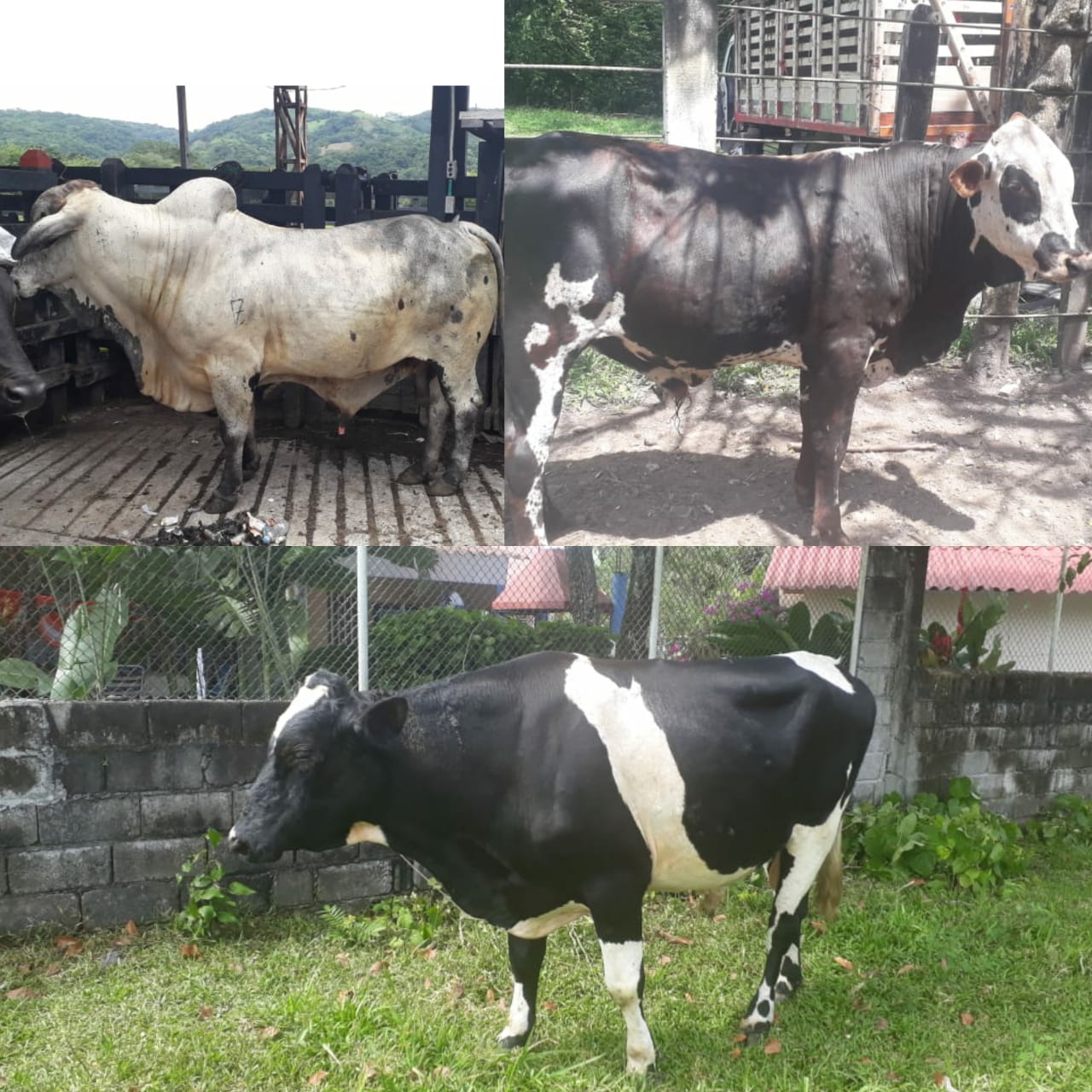 Toros Extras