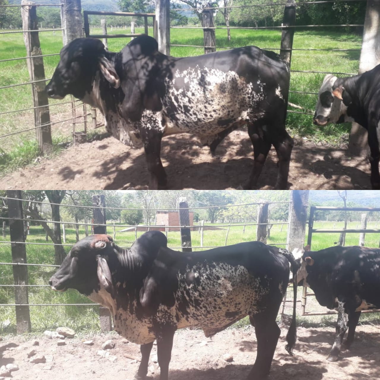 Toros Girolandos