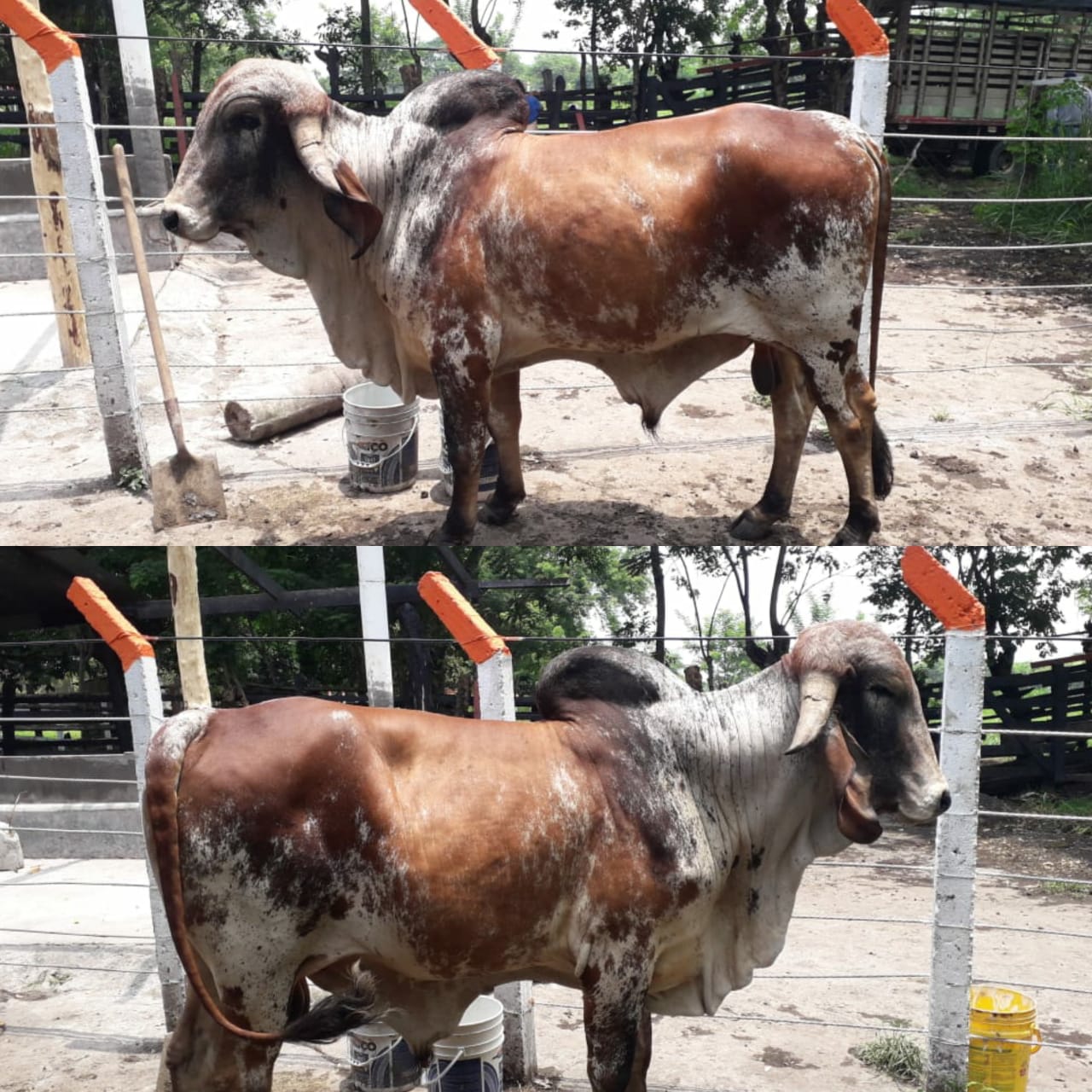 Toros Extras Gyr