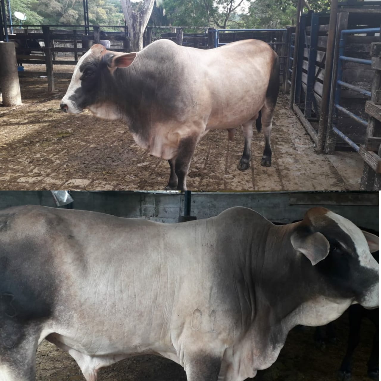 Toro Extra Excelentes Condiciones