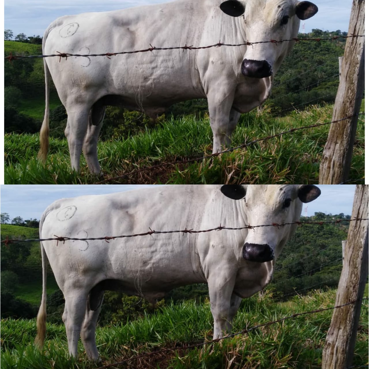 Toro Bon Blanco Orejinegro