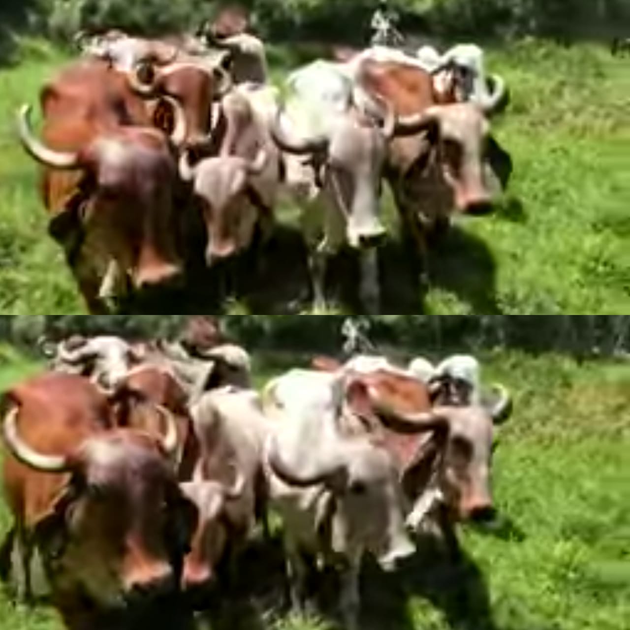 Vacas Gyr en Gestacion