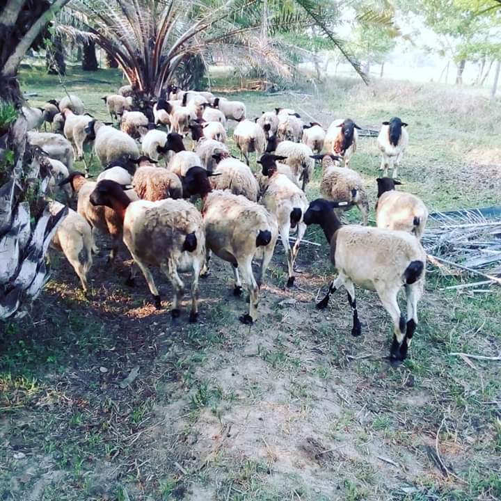 Hembras Dorper 3/4 / Ovinos