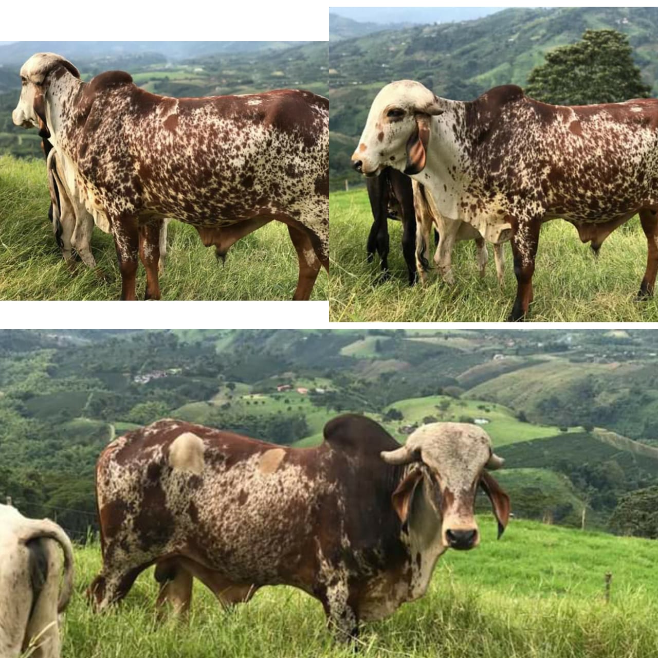 Toros Gyr sin Registro