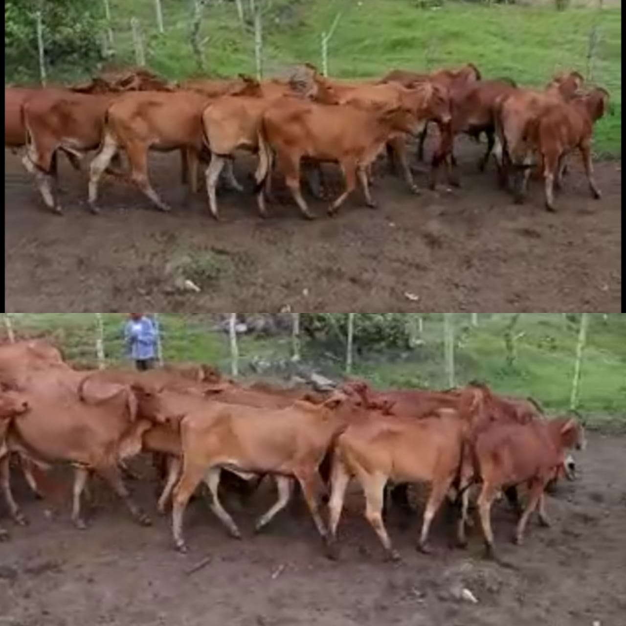 Novillas Brahman Rojo