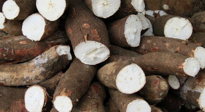 Yuca