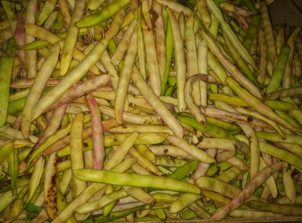 Frijol verde, variedad cargamanto rojo