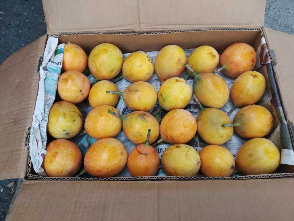 Granadilla Primera