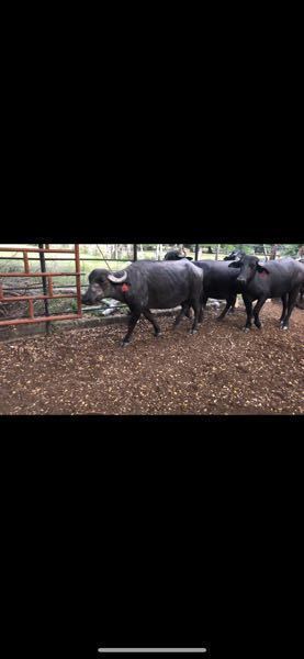 10 bubillas de peso promedio de 400 kg y un búfalo de 455 kg