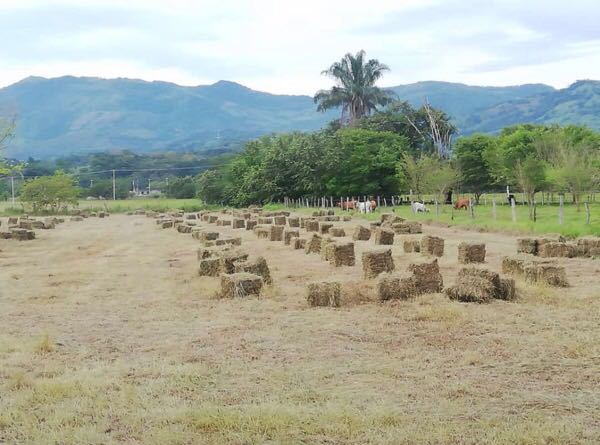 Venta De Heno — foto 3 de 5