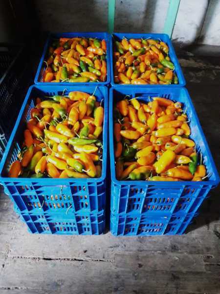 Ají Amarillo Peruano — foto 2 de 4
