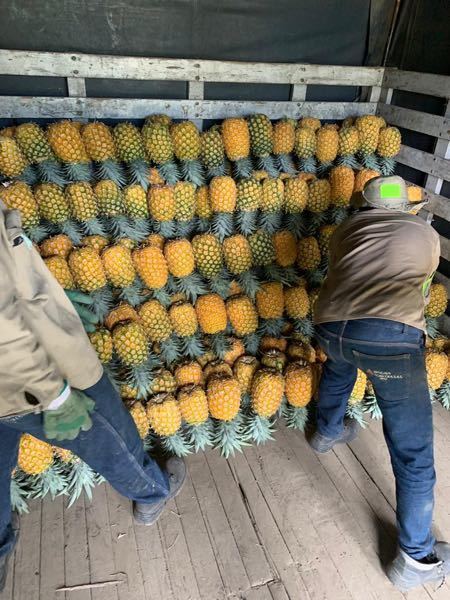 Piña oro miel